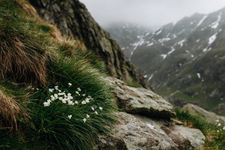 Delicate white flowers grow on lush grass near rocky slopes, with misty mountains rising in the background, creating a serene atmosphere in nature.の素材