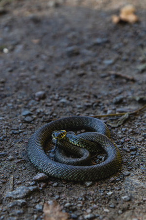 A black snake is coiled tightly on the dark, rocky ground in a forest during daylight. Its scales shimmer slightly in the sunlight filtering through the trees.の写真素材