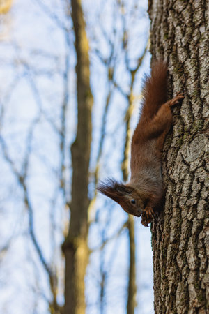 A squirrel climbs down a tree trunk in a forest. It holds a nut in its paws and looks around. The...