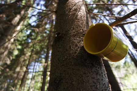 cup on the tree near clean stream of waterの写真素材