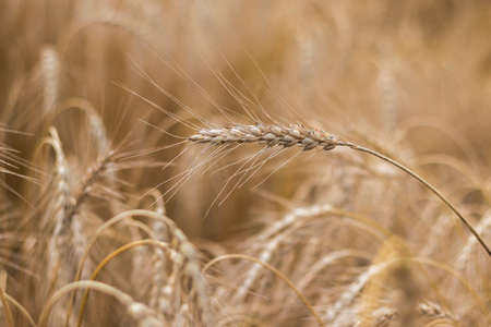 Wheat closeup. Wheat field. Background of ripening ears of wheat. Harvest and food concept.の写真素材