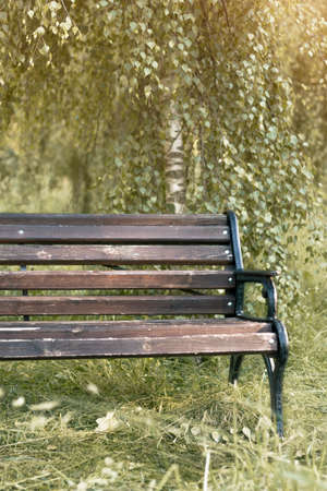 Empty wooden bench in a summer park under a tree. sunny day