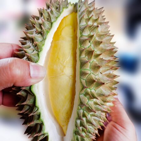 Close-up Durian Monthong in my hand.の写真素材