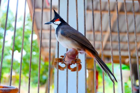 Close-up Red-whiskered Bulbul at my home.の写真素材