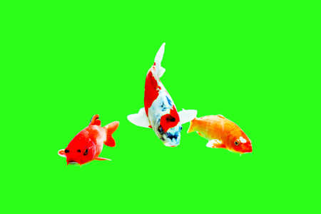 Beautiful red fish Isolate on green Background.の写真素材