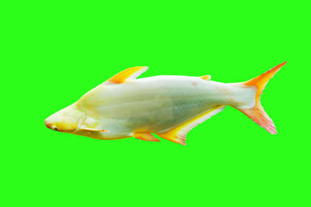 Pangasius fish isolate on green background.の写真素材