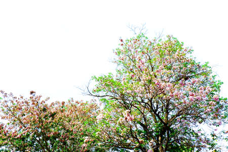 Prunus cerasoides tree on white background.の写真素材
