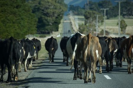 Cattle Moving Along Country Roadの写真素材