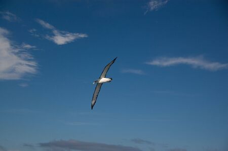 Albatross soaring across Cook Strait, near Wellington, New Zealandの写真素材