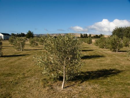 Olive trees in grove, Martinborough, Wairarapa, New Zealandの写真素材