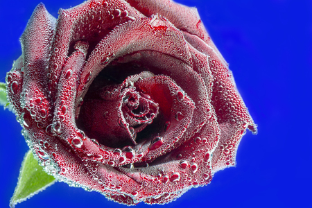 the beautiful red rose in the bubblesの写真素材