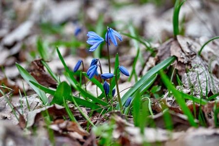 the first spring flowers blue snowdrops or proliski forest nature revives lifeの写真素材