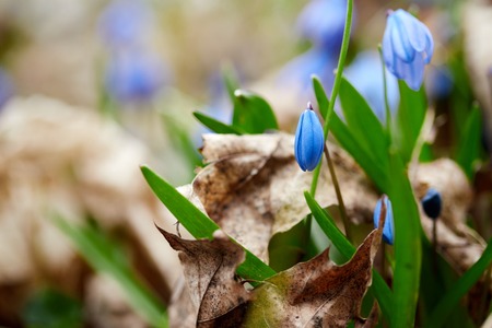 the first spring flowers blue snowdrops or proliski forest nature revives life