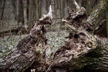 broken fallen tree after strong wind hurricane nature destruction fallの写真素材