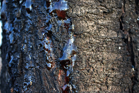 organic life concept solid resin frozen sticky juice on the bark of a tree trunk nature tree disease