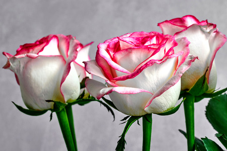 white rose with red and pink edges on a gray background holiday congratulation attention care floristics botanyの写真素材