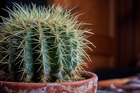 green cactus with large needles in an old potの写真素材