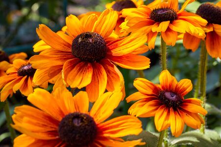 summer yellow-orange flowers with a dark core are called rubdekiaの写真素材