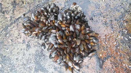 mussels on the underwater side of the ship, raised in the dock...