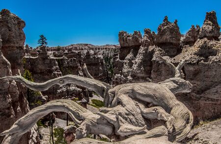 Bryce Canyon National Parkの写真素材