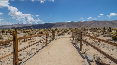 joshua tree national park