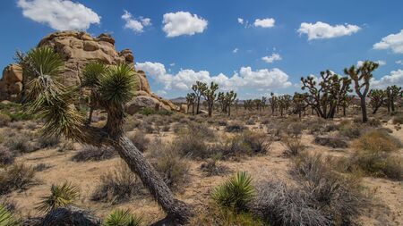 joshua tree national parkの写真素材