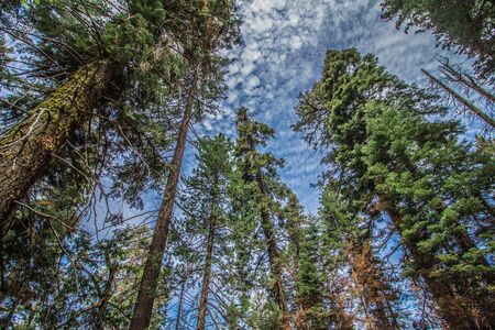 Yosemite national parkの写真素材
