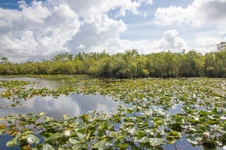 everglades national park, usa, floridaの写真素材