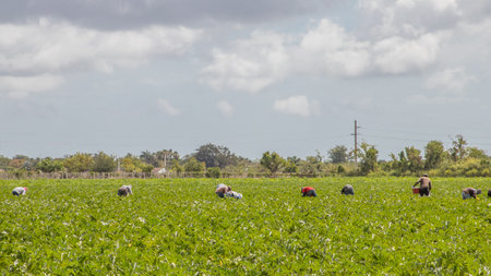 everglades national parkの写真素材