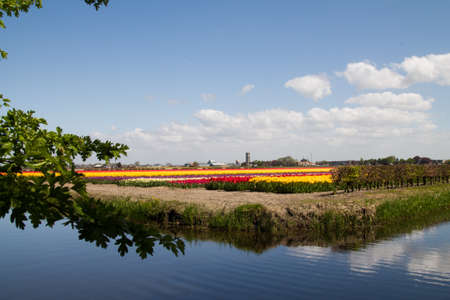 Holland landscapes with tulips and typical local windmillsの写真素材