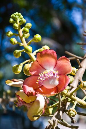 sala flower blooming in natureの写真素材