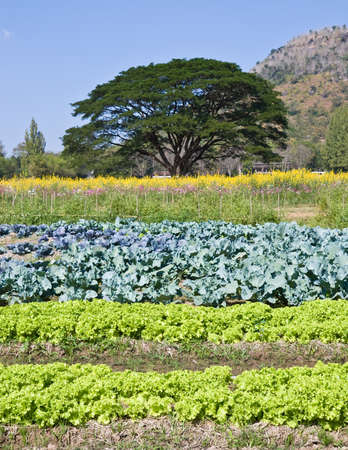 vegetables plots,flower field and big tree