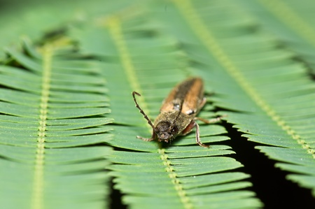 insect on green leaf 
