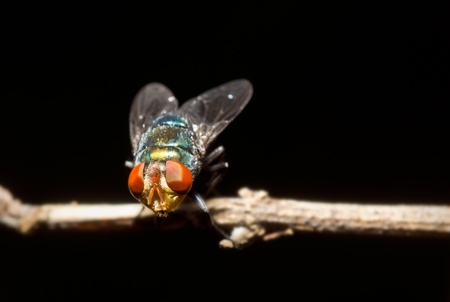 green fly hold the twigの写真素材