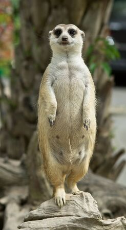 Suricate or meerkat standingの写真素材