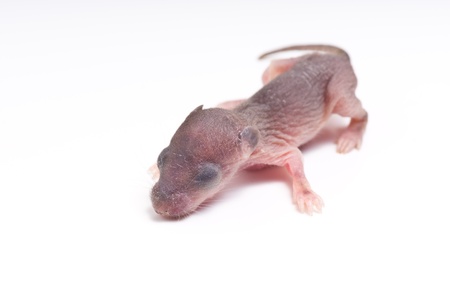 New born rat, baby rat on white backgroundの写真素材