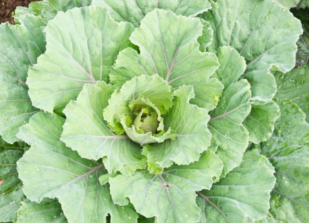 Pule, Longlived Cabbag   Brassica hybrid cv  Pule  の写真素材