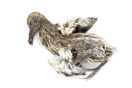 remains of birdの写真素材