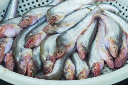 Sheatfish sale at local market,Thailand  Siluridae, Siluriformes 