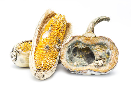 moldy pumpkin and corn on white backgroundの写真素材