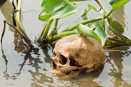 Human skull at riverbank with water hyacinth  Eichhornia crassipes Solms の写真素材