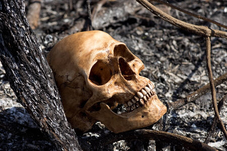 Still life photography, Human skull amid the aftermath of a bush fire conceptの写真素材