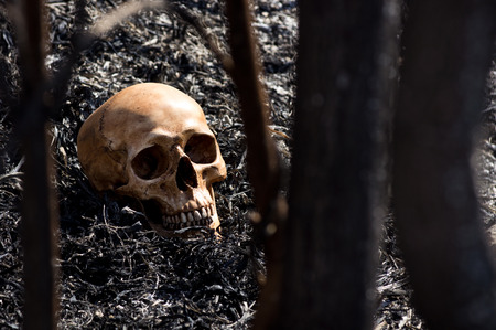 Still life photography, Human skull amid the aftermath of a bush fire conceptの写真素材