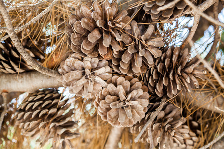 A set of drought acorns hanged to their treeの写真素材