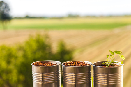 A small plant growing in a small vase watching the countyの写真素材
