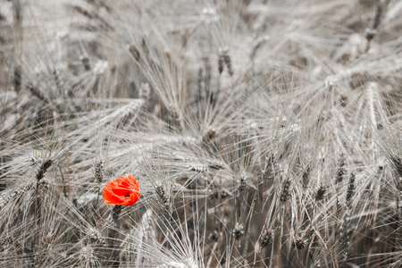 A red poppy in the middle of a wheat fieldの写真素材