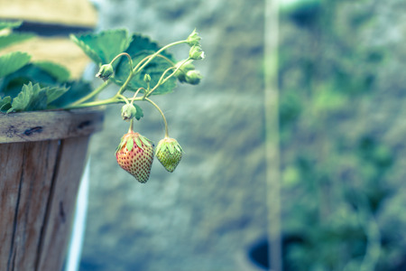 Planted unripe strawberries fruit in a wood vaseの写真素材