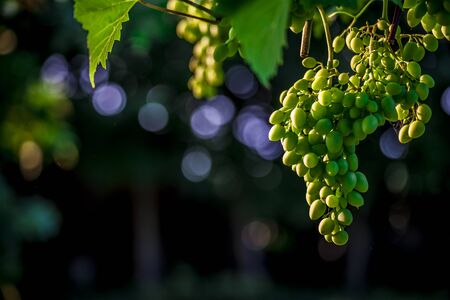Vine and bunch of white grapes in a italian summer gardenの写真素材