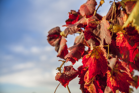 Autumn vineyard leavesの写真素材