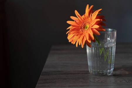 Single orange daisy gerbera in a glass of water over a wood tableの写真素材